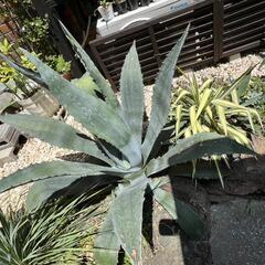 アガベの画像