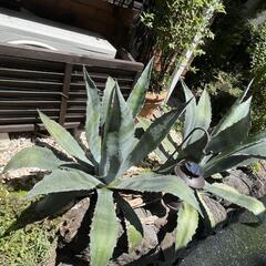アガベの画像