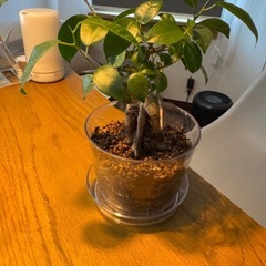 観葉植物　ガジュマルの画像