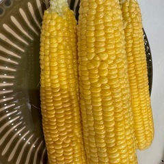 🌽7/30分受付🌽新物✨朝採り超新鮮✨ゴールドラッシュとうもろこし🌽ハネ品🌽10本800円〜の画像