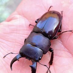 【ラスト 採集禁止種】ダイトウヒラタクワガタ ペア販売④ 2025の画像