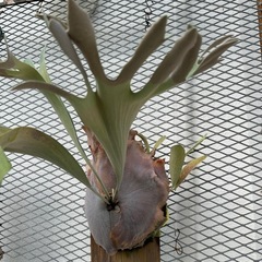 ビカクシダ　ビフルカツムの画像
