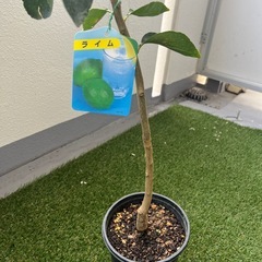 タヒチライムの画像