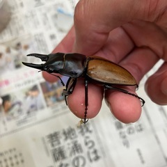 ラフェルトノコギリクワガタ　オスのみの画像