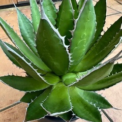 アガベ　ホリダの画像