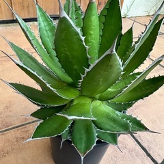 アガベ　ホリダの画像