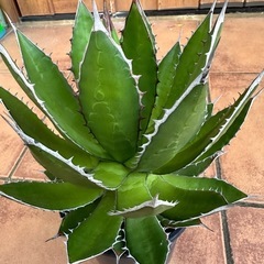 アガベ　ホリダの画像