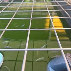 メダカ(サファイア)の画像