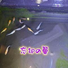 8/10まで 忘却の翼メダカ  稚魚～若魚 ♂♀各2匹の画像