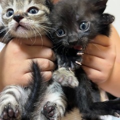子猫 募集停止します。