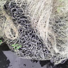 投網 の画像
