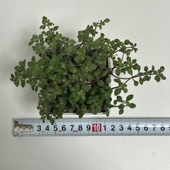 多肉植物　ブロウメアナ　鉢ごとの画像