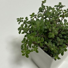 多肉植物　ブロウメアナ　鉢ごとの画像