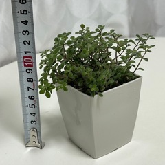 多肉植物　ブロウメアナ　鉢ごとの画像