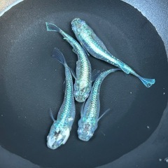 ワカサギラメメダカ２ペアの画像
