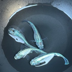 ワカサギラメメダカ２ペアの画像