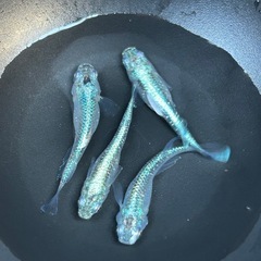 ワカサギラメメダカ２ペアの画像