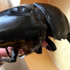 🉐🉐オオクワガタ （元木SP）♂2匹セット 59mm +B76mmの画像