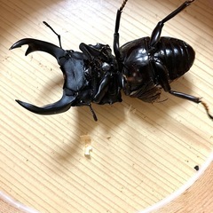 🉐🉐オオクワガタ （元木SP）♂2匹セット 59mm +B76mmの画像