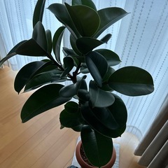 商談中　
観葉植物　ゴムの木　約1メートルの画像