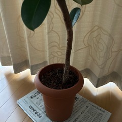 商談中　
観葉植物　ゴムの木　約1メートルの画像