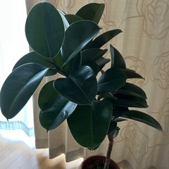 商談中　
観葉植物　ゴムの木　約1メートルの画像