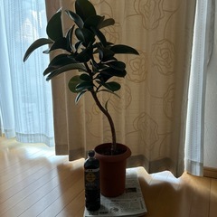 商談中　
観葉植物　ゴムの木　約1メートルの画像