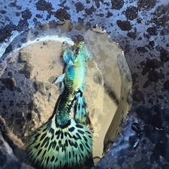 グッピーの画像