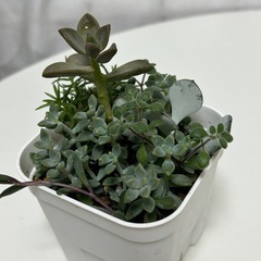 多肉植物　寄せ植え　鉢ごとの画像