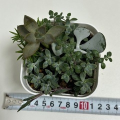 多肉植物　寄せ植え　鉢ごとの画像