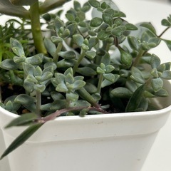 多肉植物　寄せ植え　鉢ごとの画像