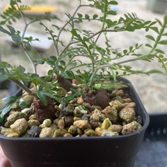 植物交換あり・パキプス一株の画像