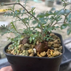 植物交換あり・パキプス一株の画像