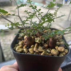 植物交換あり・パキプス一株の画像