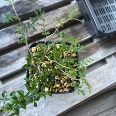 植物交換あり・パキプス一株の画像
