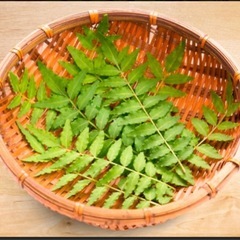 木の芽（山椒の葉）の画像