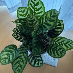 商談中　観葉植物　カラテア・マコヤナ　の画像