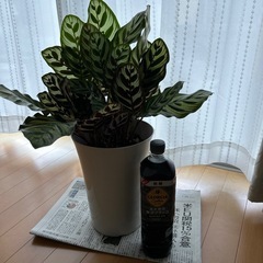 商談中　観葉植物　カラテア・マコヤナ　の画像