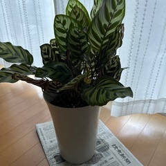 商談中　観葉植物　カラテア・マコヤナ　の画像