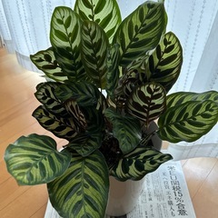 商談中　観葉植物　カラテア・マコヤナ　の画像