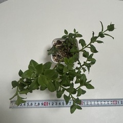 多肉植物　ベビーサンローズの画像