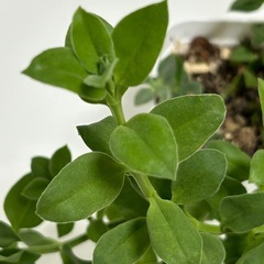 多肉植物　ベビーサンローズの画像