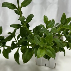 多肉植物　ベビーサンローズの画像