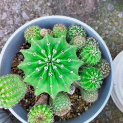 サボテン育てませんか🌵の画像