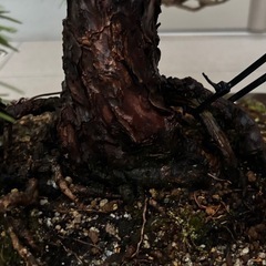 盆栽②の画像
