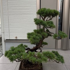 盆栽②の画像