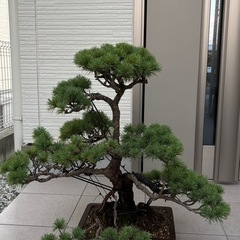 盆栽②の画像