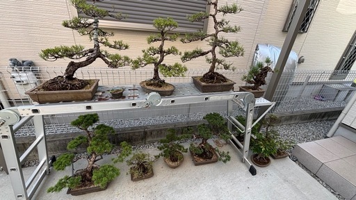 決まりました→盆栽