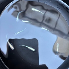 メダカ　カブキ
の画像