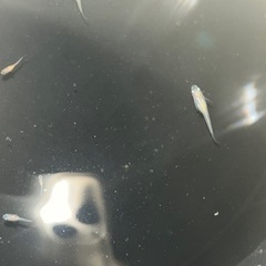 ピュアホワイトメダカ幼魚10匹の画像